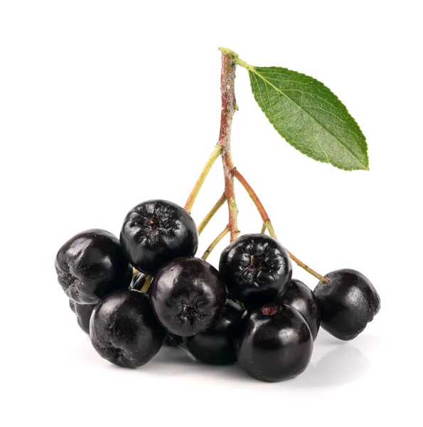Chokeberry con foglia isolata su fondo bianco. Bacche di aronia nera — Foto Stock