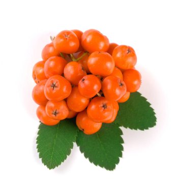 Beyaz arka plan üzerinde izole yaprak ile turuncu rowan. Üstten Görünüm