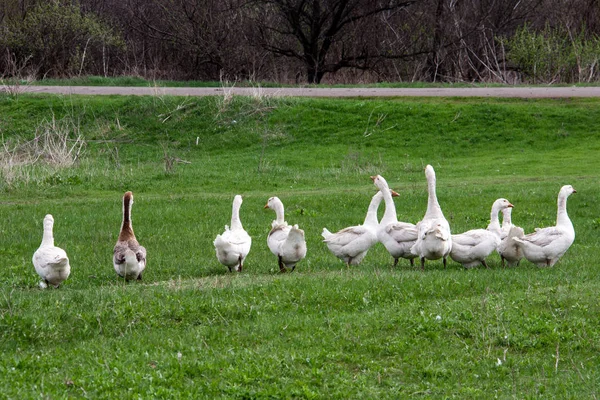 Manada de gansos pastando sobre hierba en campo de primavera — Foto de Stock