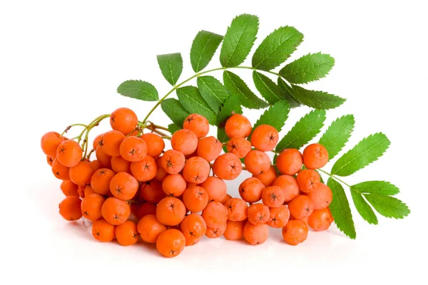 Orange rowan med leaf isolerad på vit bakgrund — Stockfoto