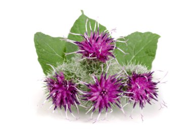 Beyaz arka plan üzerinde izole dulavratotu çiçek. Tıbbi bitki: Arctium
