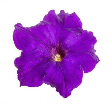 Menekşe izole beyaz zemin petunya çiçeği