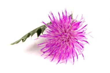 Beyaz arka plan makro'izole çiçek thistle