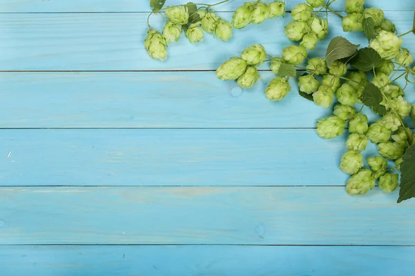 Свіжі зелені шишки хмелю на синьому дерев'яному фоні. Склад для виробництва пива. Вид зверху з пробілом для копіювання вашого тексту — стокове фото