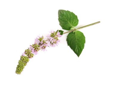 Taze nane ot çiçekli beyaz arka plan üzerinde izole