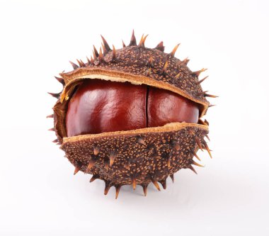 içinde belgili tanımlık deri üzerinde beyaz arka plan closeup izole kestane