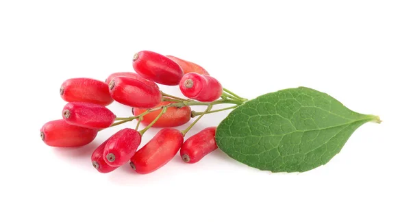 Fresh barberry twig with leaves isolated on a white background — Stock Photo, Image