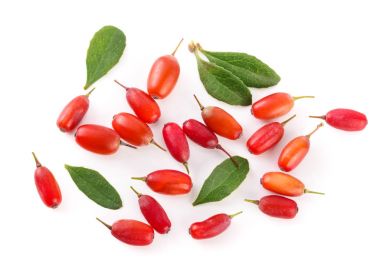 Beyaz bir arka plan üzerinde izole yaprakları ile taze kızamık. Üstten Görünüm