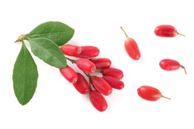 Beyaz bir arka plan üzerinde izole yaprakları ile taze kızamık dal