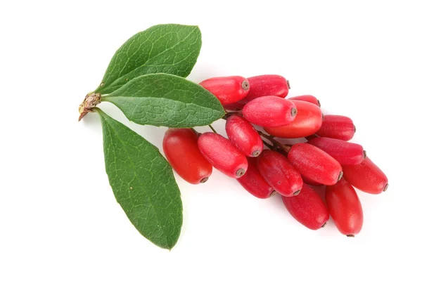 Fresh barberry twig with leaves isolated on a white background — Stock Photo, Image