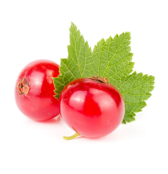 红醋栗浆果与叶上白色背景宏孤立 — 图库照片
