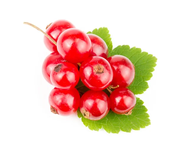 Red currant berries with leaf isolated on white background — Stock Photo, Image