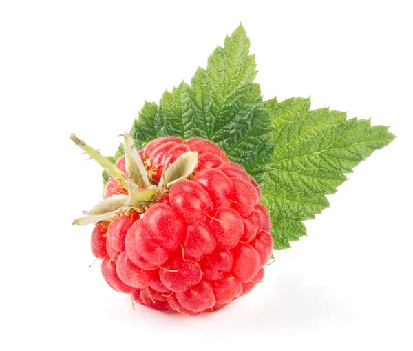 One raspberry with leaf isolated on white background macro — Stock Photo, Image