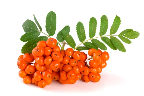 Beyaz arka plan üzerinde izole yaprak ile turuncu rowan