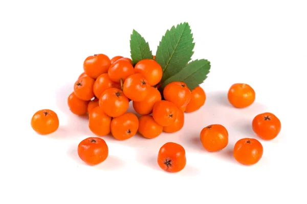 Orange rowan med leaf isolerad på vit bakgrund — Stockfoto