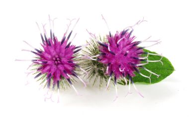 Beyaz arka plan üzerinde izole dulavratotu çiçek. Tıbbi bitki: Arctium