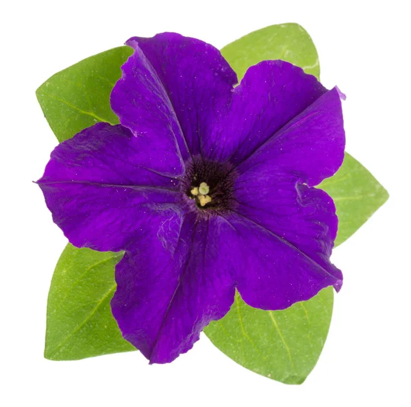 白い背景に分離した緑の葉とペチュニアの紫色の花 — ストック写真