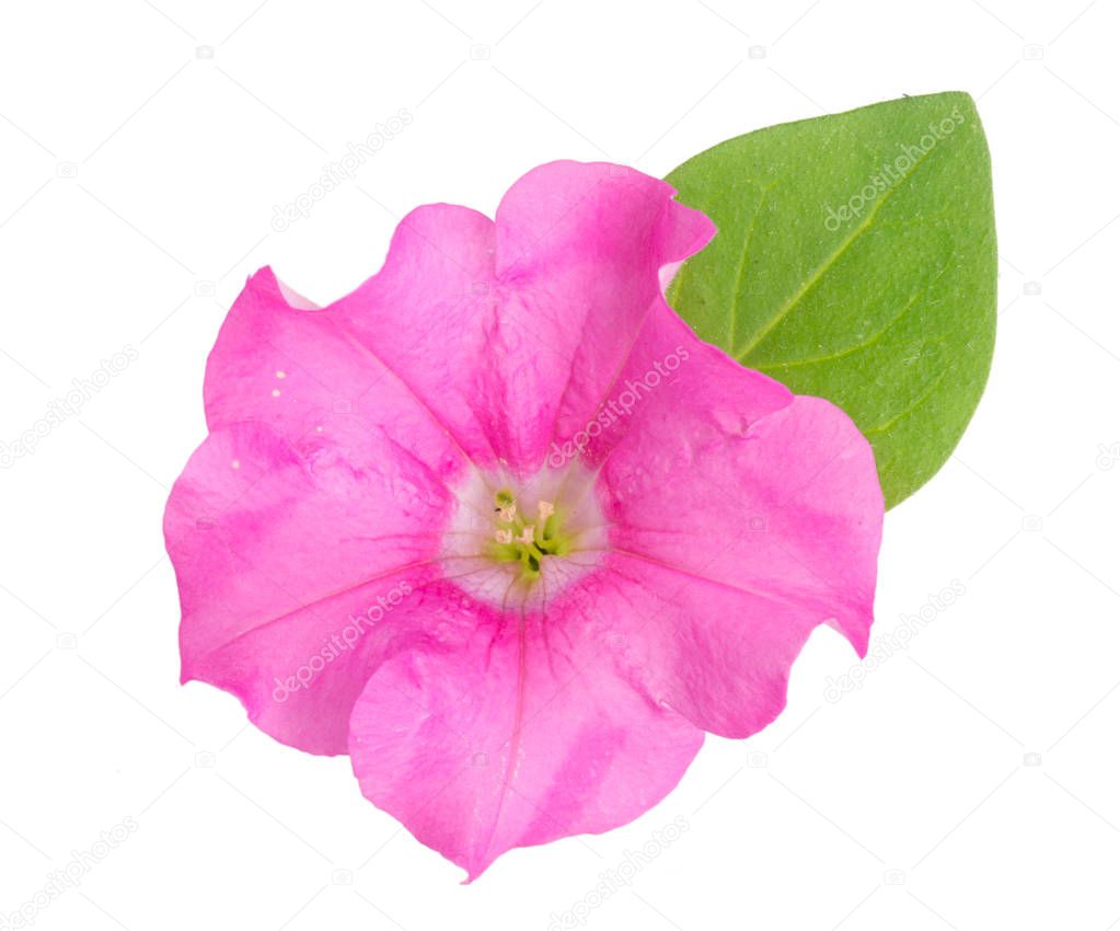 pink flower of petunia with green leaves isolated on white background