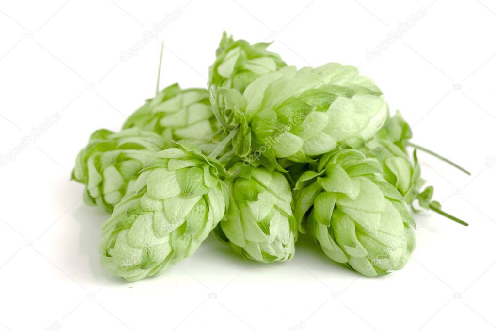 hop cones isolated on white background close-up