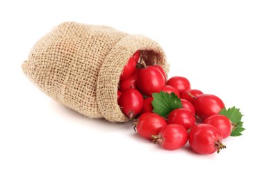 Hawthorn berry yaprak beyaz arka plan yakın çekim izole çuval bezi çanta