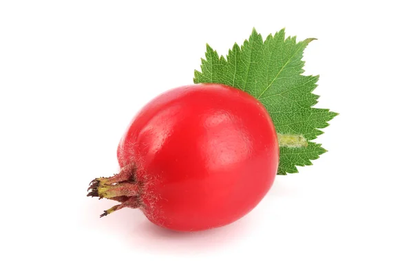 Hawthorn berry med leaf isolerad på vit bakgrund närbild — Stockfoto