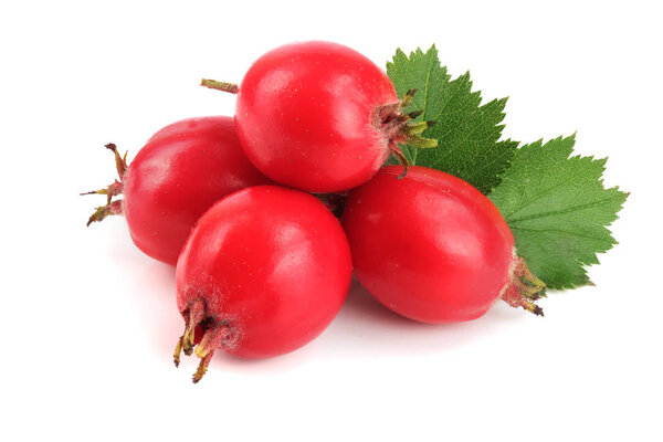 Hawthorn berry with leaf isolated on white background close-up
