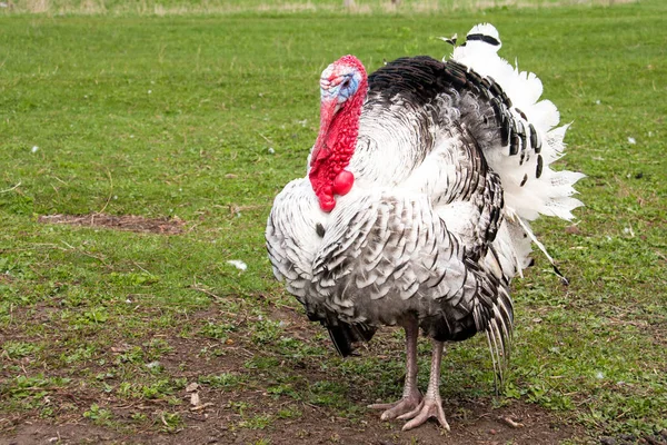 トルコの男性やガツガツ食べる人のクローズ アップ緑の草の背景に — ストック写真