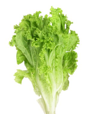 Beyaz arka plan üzerinde izole taze marul. Salata yaprağı