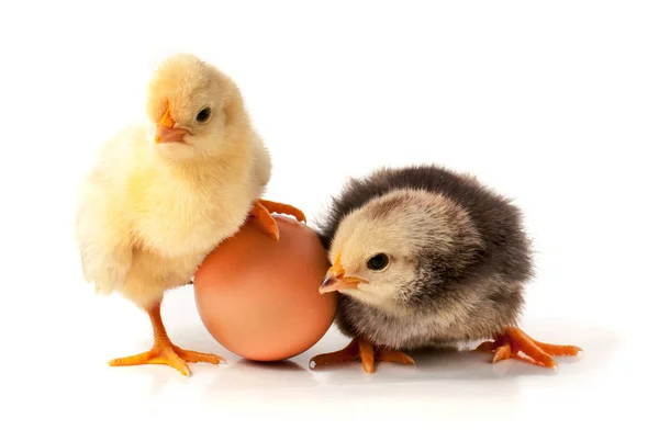 Mignon petit poulet avec coquille d'oeuf isolé sur fond blanc — Photo