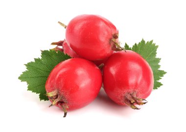 Hawthorn berry izole beyaz arka plan yakın çekim yaprak ile