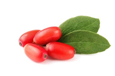 Beyaz bir arka plan üzerinde izole yaprakları ile taze kızamık