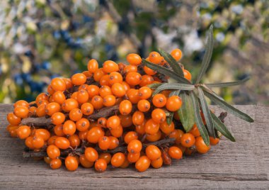 Deniz cehri şube Bahçe arka plan bulanık bir ahşap tablo