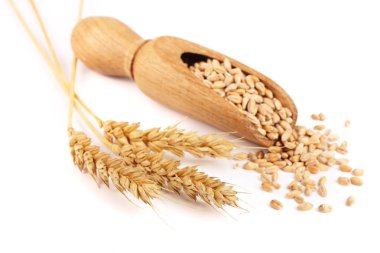 buğday Başak ve beyaz arka plan üzerinde izole bir ahşap Kepçe buğday tahıl