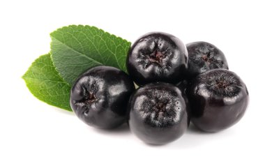 Chokeberry yaprak beyaz arka plan üzerinde izole. Siyah aronia çilek
