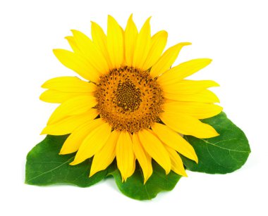 Beyaz arka plan yakın çekim izole yaprakları ile ayçiçeği