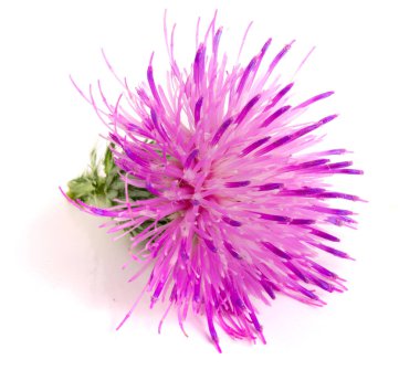 Beyaz arka plan makro'izole çiçek thistle