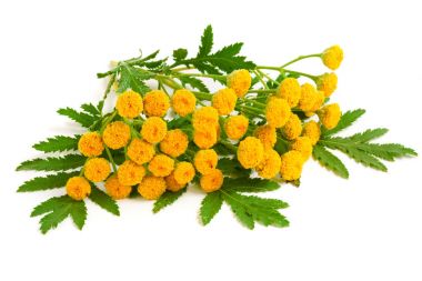 Beyaz bir arka plan üzerinde izole yaprak ile solucan otu. Tıbbi bitki