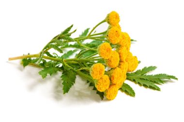 Beyaz bir arka plan üzerinde izole yaprak ile solucan otu. Tıbbi bitki