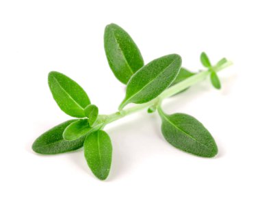 Beyaz arka plan üzerinde izole taze kekik baharat