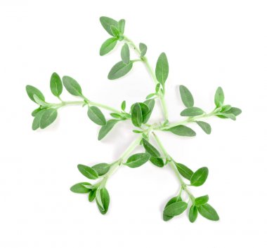 Beyaz arka plan üzerinde izole taze kekik baharat