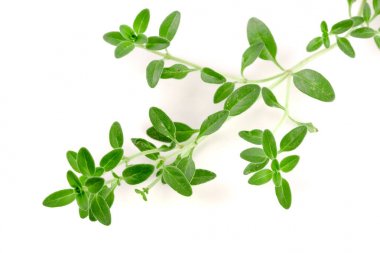 Beyaz arka plan üzerinde izole taze kekik baharat