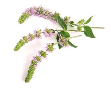 Taze nane ot çiçekli beyaz arka plan üzerinde izole