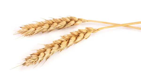Два колосьев пшеницы изолированы на белом фоне. Вид сверху — стоковое фото