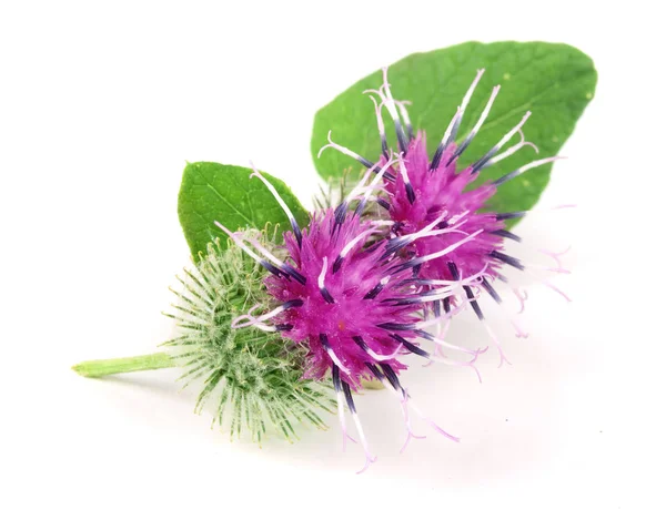 Beyaz arka plan üzerinde izole dulavratotu çiçek. Tıbbi bitki: Arctium