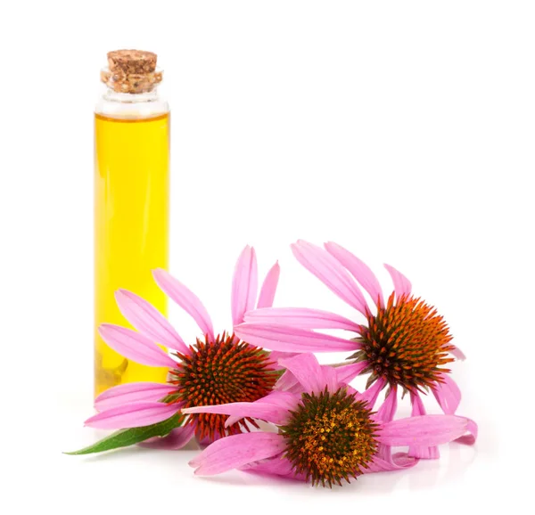 Beyaz arka plan üzerinde izole Echinacea purpurea esansiyel yağı