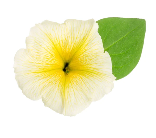 Желтый цветок петунии с зелеными листьями на белом фоне — стоковое фото