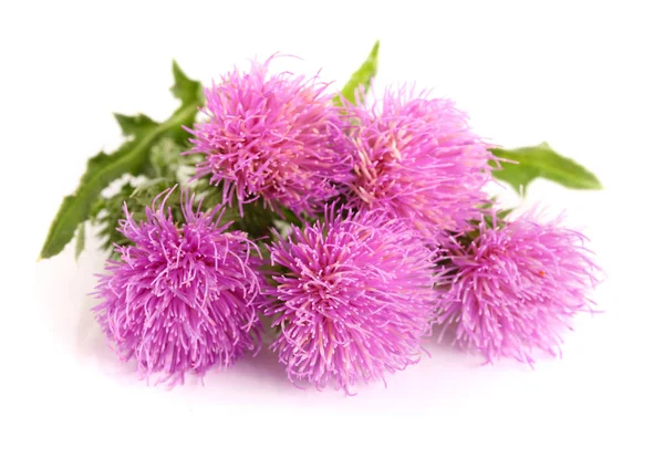 Flower thistle isolated on white background macro