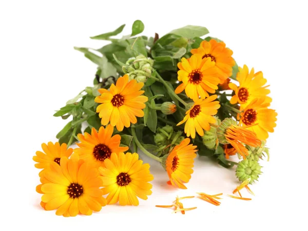 Calendula officinalis. Marigold flower with leaf isolated on white background — Stock Photo, Image