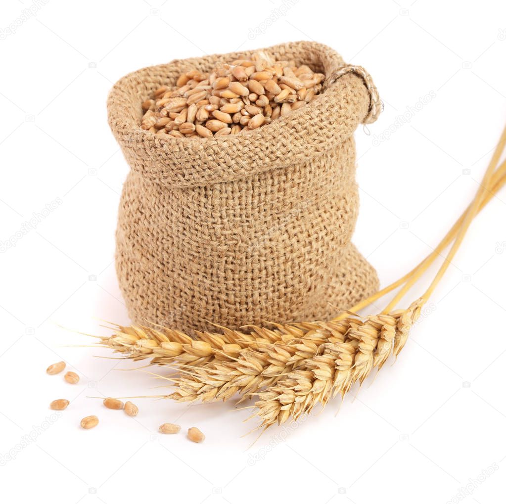 wheat spike and wheat grain in burlap bag isolated on white background