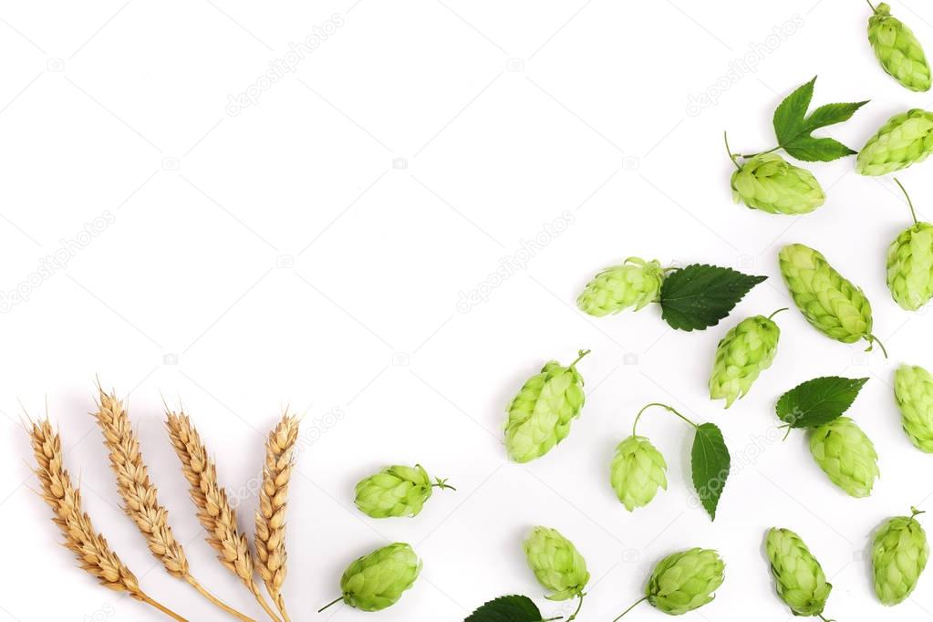 hop cones with ears of wheat isolated on white background close-up. Top view